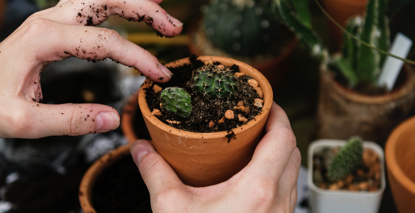 Hands planting a small green plant in a pot